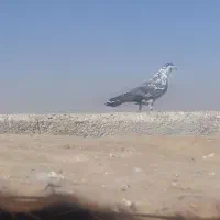 چندجفتکفتردرجهیکمخصوصجوجهگیری|پرنده|فلاورجان, |دیوار