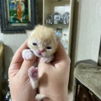 بچه گربه پرشین