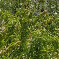 باغچه-نهال-میوه-اقساطی-میدم-تاکستان