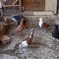 کبوتر جوجه رنگه