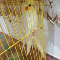 عروس هلندی لوتینو سخنگو