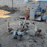 قاز