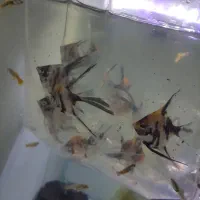 ماهی و آکواریوم|ماهی|ارومیه, |دیوار