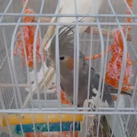 فروش یک جفت عروس هلندی