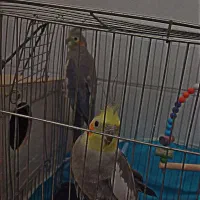 عروس هلندی