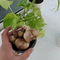 نمایندگی رسمی سیر سیاه دکتر بیز(اصل)
