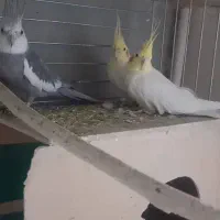 فروش چند عدد عروس هلندی