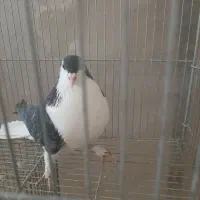 کبوتر|پرنده|اصفهان, باغ فدک|دیوار