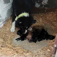 قهدریجونی|سگ|گرگان, |دیوار