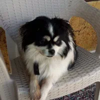 پا کوتاه فوقولاده زیبا و جوان تربیت شده|سگ|ساری, |دیوار