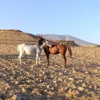 ۲عدد مادیون دزدیده شده