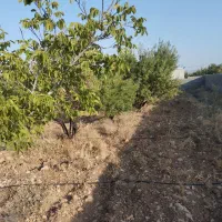 باغشهری(باغ شهری) کنتور آب و برق ۲۴ ساعته دارنگون|فروش زمین و ملک کلنگی|شیراز, تلخ داش|دیوار