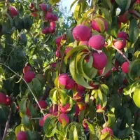 فروش-باغ-میوه