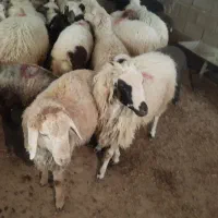 فروش گوسفند شبانه روزی جهت قربانی پرند