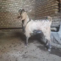 بزنر|حیوانات مزرعه|کامیاران, |دیوار