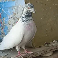 کفتر تهرونی