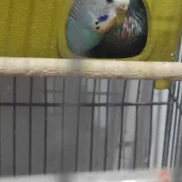 مرغ عشق|پرنده|اردبیل, |دیوار