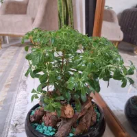 گل بونسای هندی