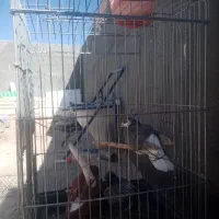 قفس کاسکو