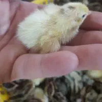 تخم بلدرچین|حیوانات مزرعه|قم, سید معصوم|دیوار