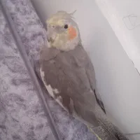 عروس هلندی|پرنده|بروجرد, |دیوار