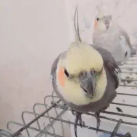 یک جفت طوطی عروس مولد|پرنده|قزوین, |دیوار