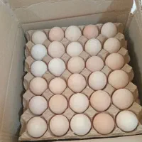 تخم نطفه دار مرغ گوشتی