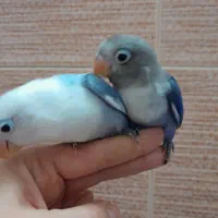 کوتوله بزیلی یووینگ|پرنده|قم, یزدانشهر|دیوار