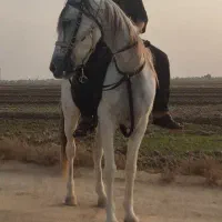 اسب مادیان (غزلان)