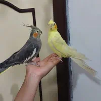 طوطی عروس جفت و مولد و سخنگو|پرنده|سنندج, |دیوار