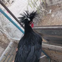 جوجه خروس لهستانی اصل|حیوانات مزرعه|فردوس (خراسان), |دیوار