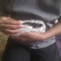 خرگوش مینیاتور