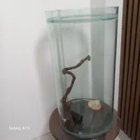 آکواریوم استوانه‌ای بزرگ|ماهی|تربت جام, والفجر|دیوار