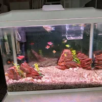 آکواریوم با ماهی و تمام لوازم