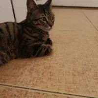 واگذاری گربع