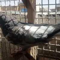 ماده یال و سرور|پرنده|شیراز, کوزه گری|دیوار
