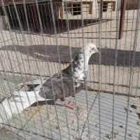 کفتر