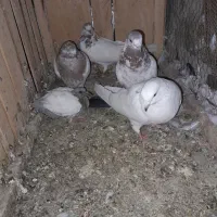کبوتر فروشی