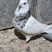 کبوتر طوقی|پرنده|بوشهر, |دیوار