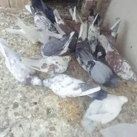 کبوتر ۱۰ عدد