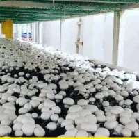 پرورش قارچ/مشاوره سالن داری/آموزش پرورش قارچ