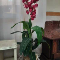 گلدان کاملا نو