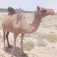 شتر