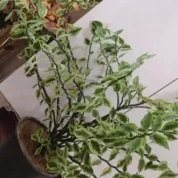 گل زیبا و بزرگ فقط 450|گل و گیاه طبیعی|بناب, |دیوار