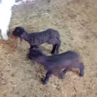 بره نر|حیوانات مزرعه|محمدبار, |دیوار