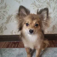 سگ پامر|سگ|گلبهار, شهر جدید گلبهار|دیوار