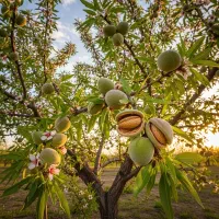 مرکز فروش بهترین نهال‌ها با کیفیت و قیمت مناسب|خدمات باغبانی و درختکاری|طارم, |دیوار