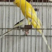 قناری  رسمی بلند ماده