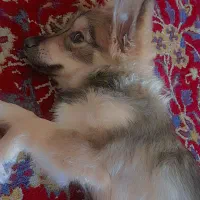 سگ اشپیتز روباهی
