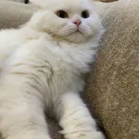 گمشده حوالی پارک آنالار شهرک